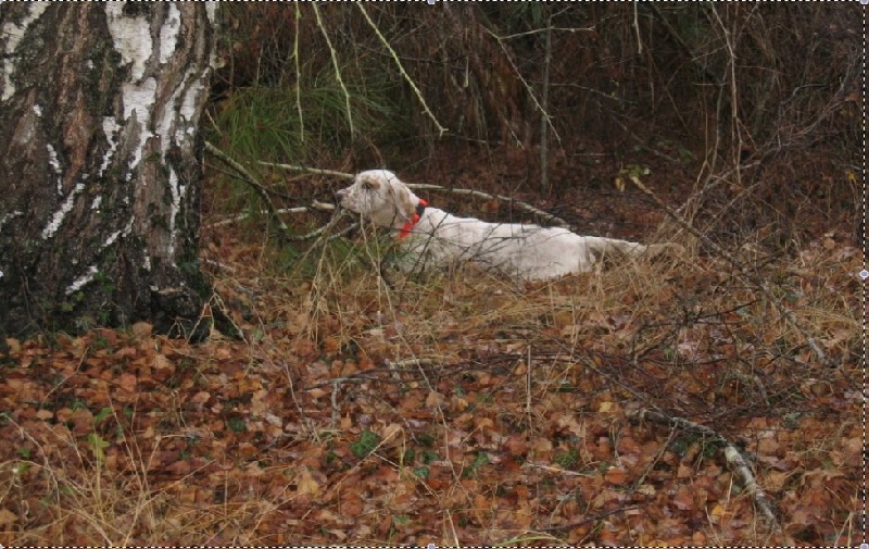 TR. CH. Anette Du dome etoile